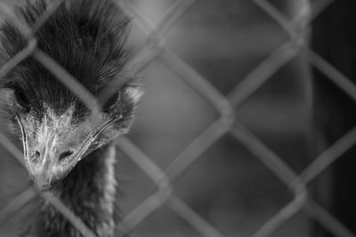 Close-up of cat seen through chainlink fence