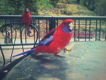 Bird perching on railing