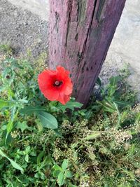 Close-up of red poppy flower