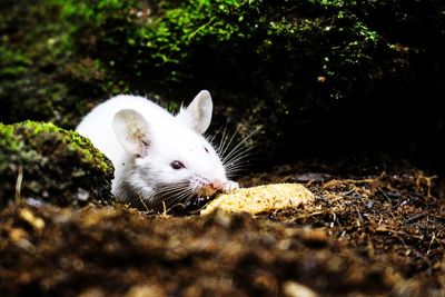Close-up of sheep on field