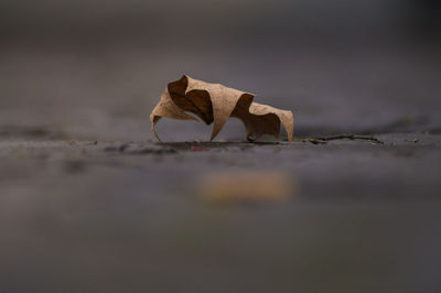 Close-up of dry leaf on road