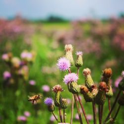 Close-up of purple flowering plant on field