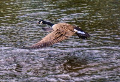 Duck swimming in lake