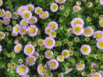 Full frame shot of white flowers