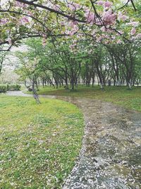 View of cherry blossom in park