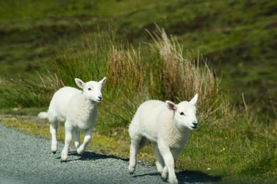 Portrait of sheep on grass
