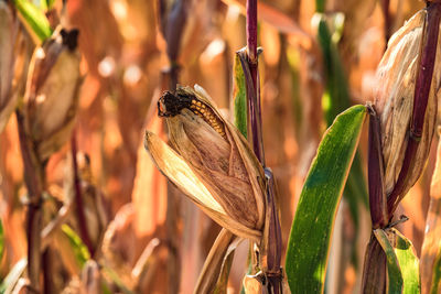 Crop damage due to drought and storms in maize