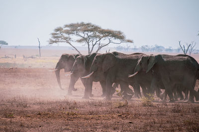 A herd on elephants on the move in the grasslands of the serengeti, tanzania