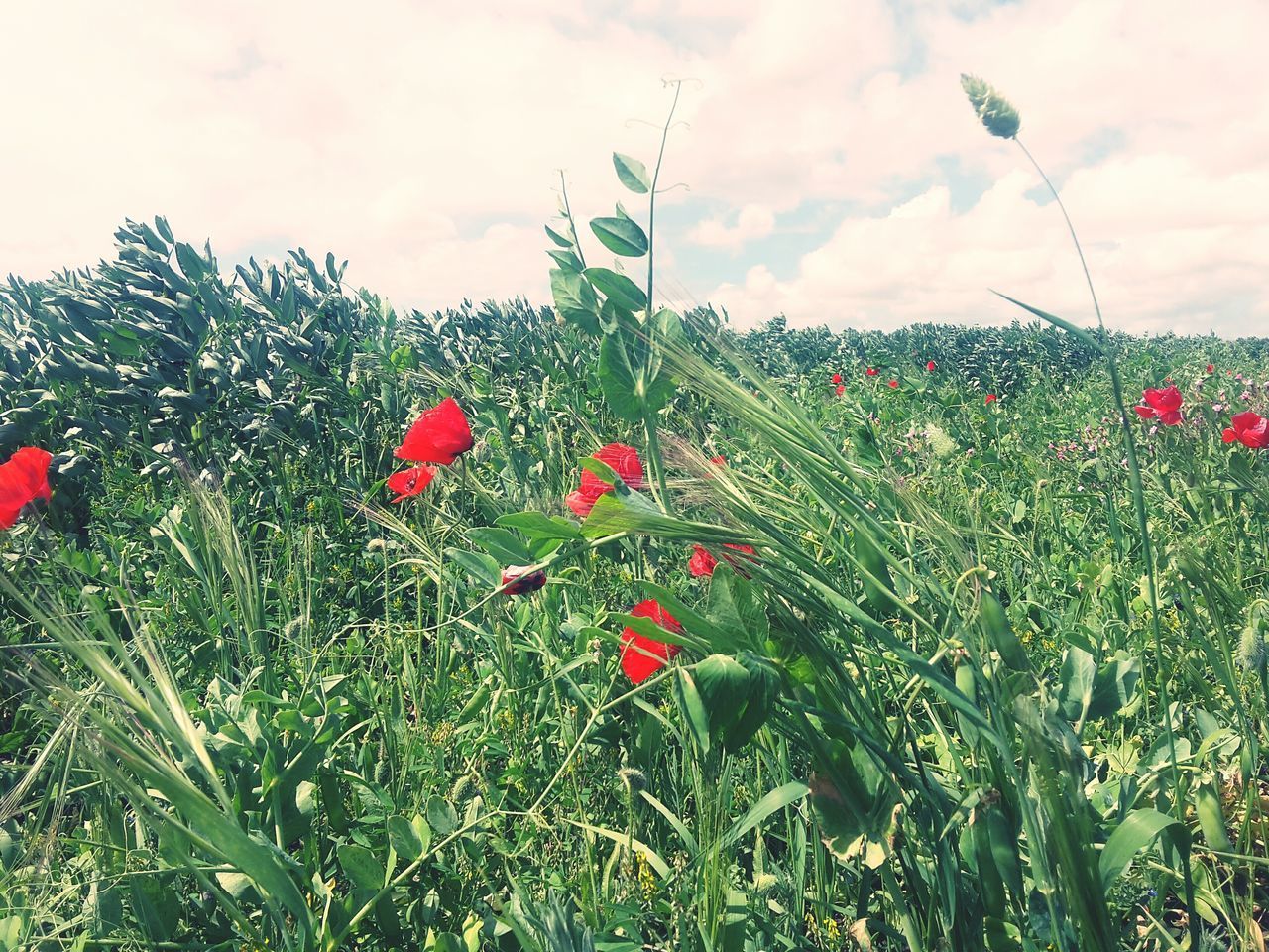 RED POPPY FLOWERS IN FIELD