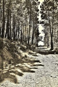 Footpath in forest