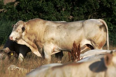 Close-up of cow