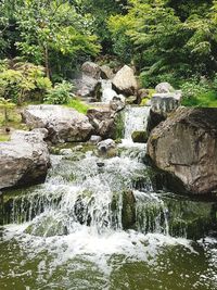 Scenic view of river in forest