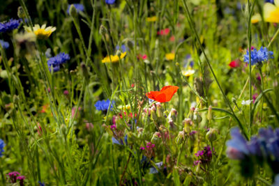 Close-up of purple flowering plants on field