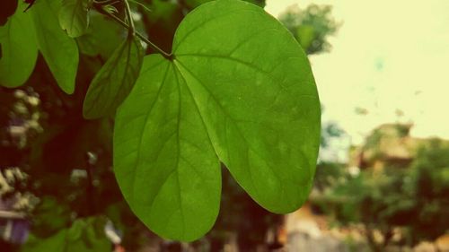 Close-up of leaves