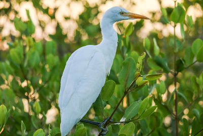 Bird perching on a plant