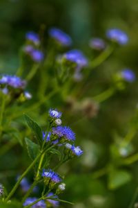 Close-up of purple flowering plant