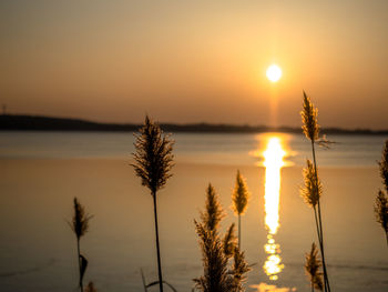 Close-up of silhouette plants by lake against sky during sunset