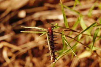 Close-up of insect