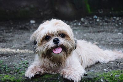 Portrait of dog on field