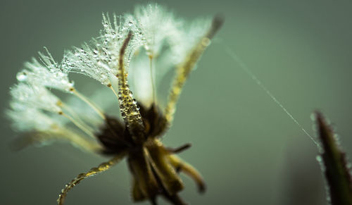 Close-up of flower