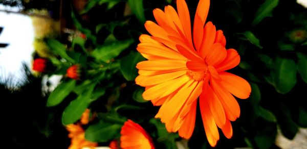 Close-up of orange flowering plant