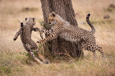 Family of cheetah playing on field