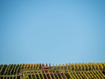 Low angle view of agricultural field against clear blue sky