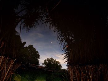 Low angle view of silhouette trees against sky