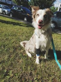 Portrait of dog on field