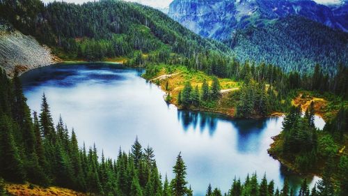 Scenic view of river amidst trees in forest