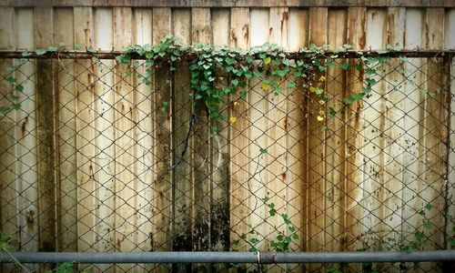 Close-up of chainlink fence