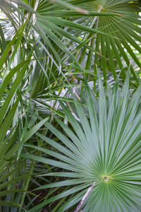 Close-up of palm tree
