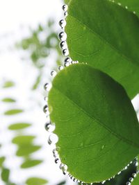 Close-up of raindrops on leaves