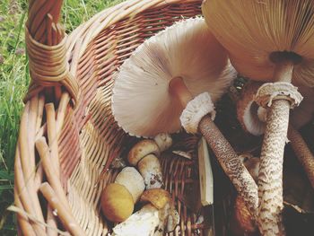 Close-up of mushrooms in basket