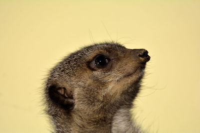 Close-up of meerkat