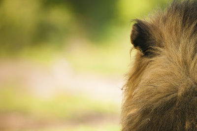 Close-up of horse outdoors