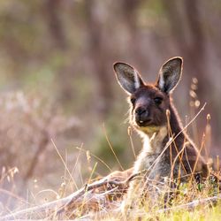 Portrait of a kangaroo laying in a bush