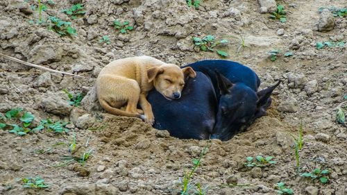 Dog lying down outdoors