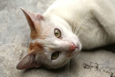 Close-up of a cat lying on floor