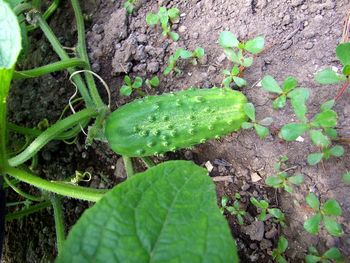 Close-up of green plant