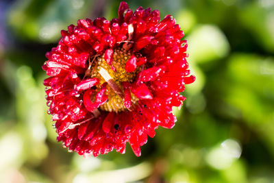 Close-up of red hibiscus blooming outdoors