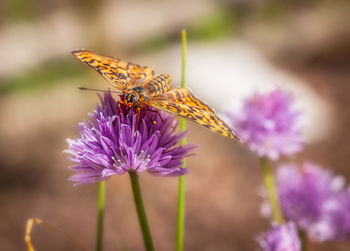 Close-up of butterfly pollinating on purple flower