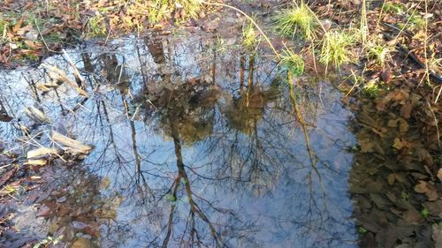 Close-up of autumn leaves in forest