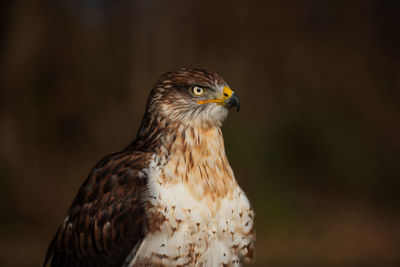 Close-up of eagle against blurred background