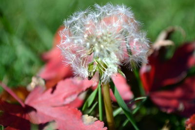 Close-up of white flowers blooming in park