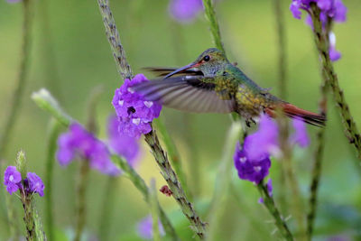 Close-up of butterfly perching on purple flower