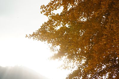 Sun shining through trees