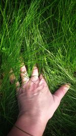 High angle view of person hand on grass