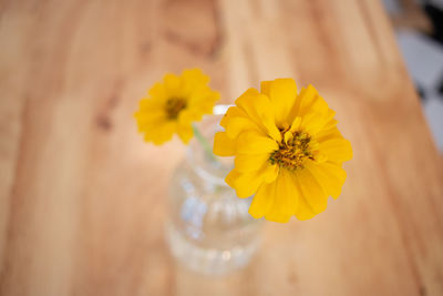 Close-up of yellow flowering plant