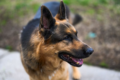 Close-up of dog looking away. german shepherd